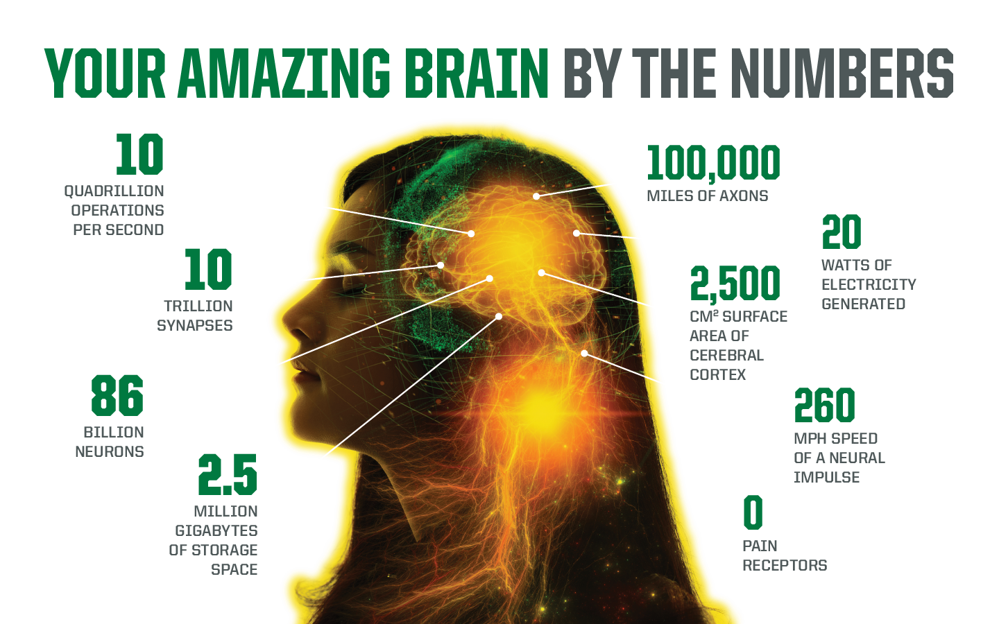 Your amazing brain