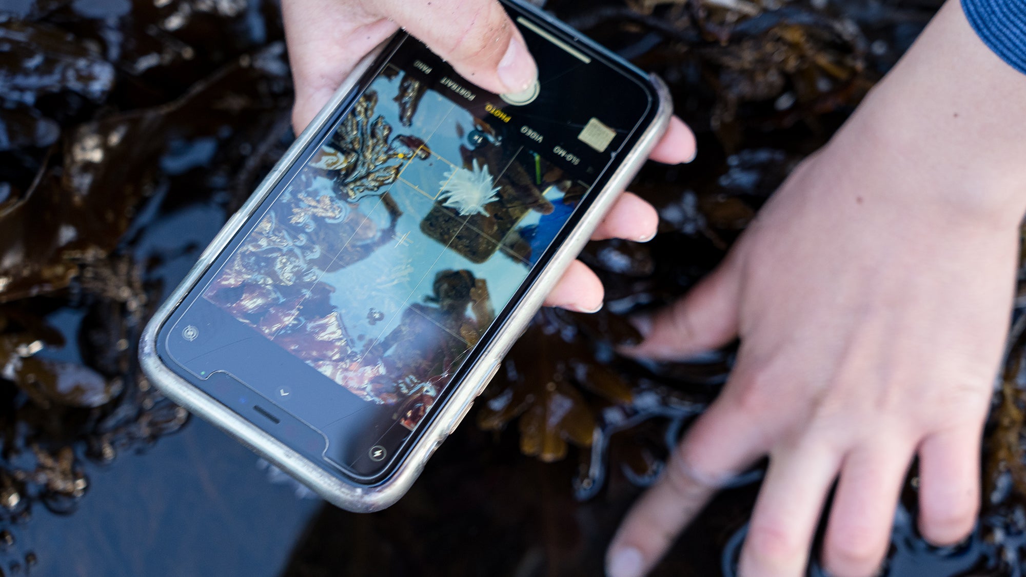 Close-up of hands holding smart phone with photo of a sea slug.