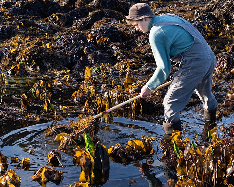 Young man in coveralls using a dip-net to sift through kelp in a tidepool.
