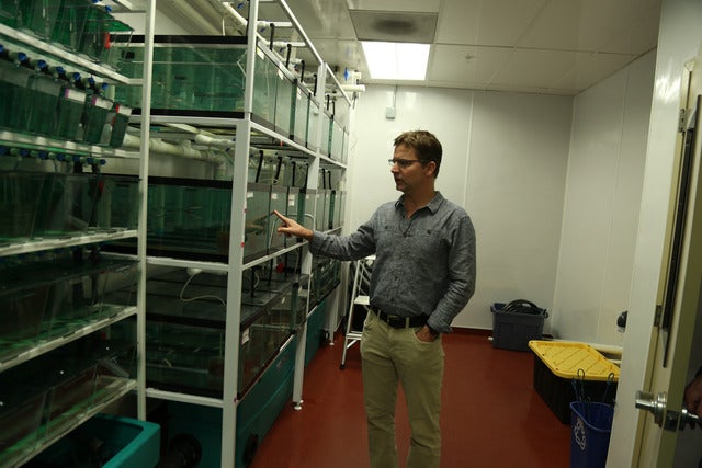 Bill Cresko in the zebrafish lab