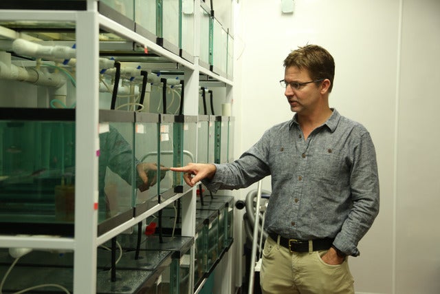 Bill Cresko pointing to the zebrafish in the lab