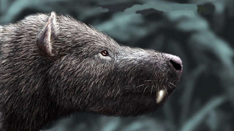 Illustration of what the bear-like creature may have looked like