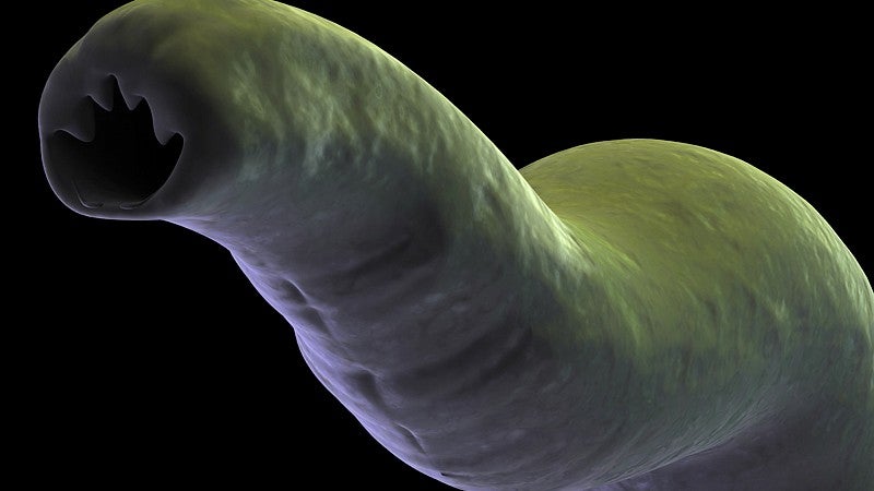 Close up view of a hookworm