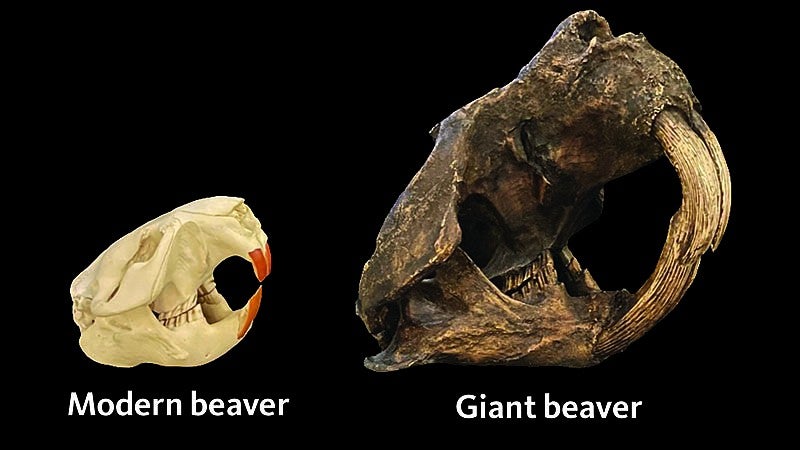 Modern and prehistoric beaver skulls
