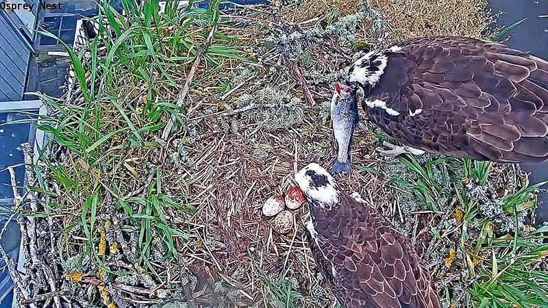 Ospreys on nest with eggs