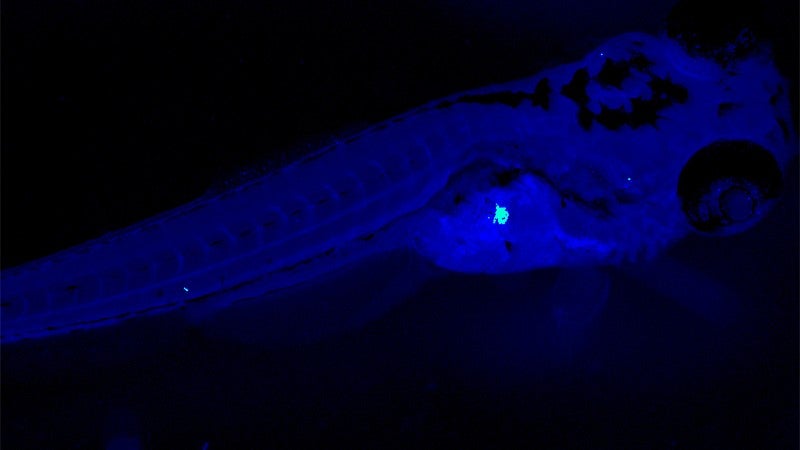 Zebrafish under a fluoroscope