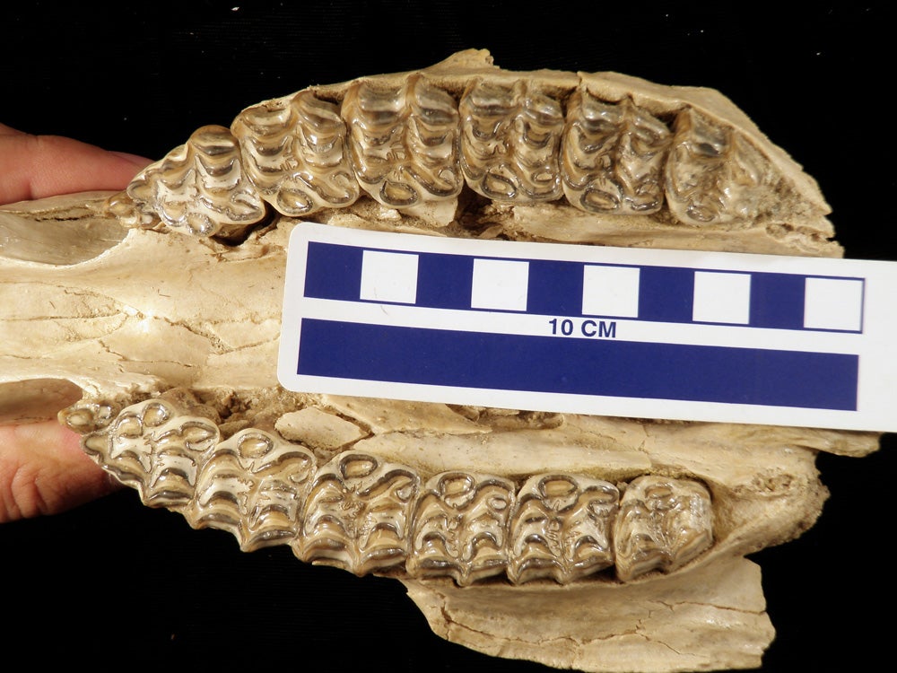Teeth in the skull of a horse (genus Neohipparion) found near Valentine, Neb. The skull dates to 13 million to 16 million years ago. (photo courtesy Nicholas Famoso)