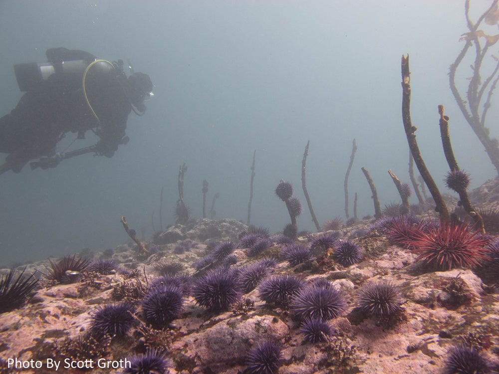 A diver swims over an ocean floor covered in many spiky purple urchins.
