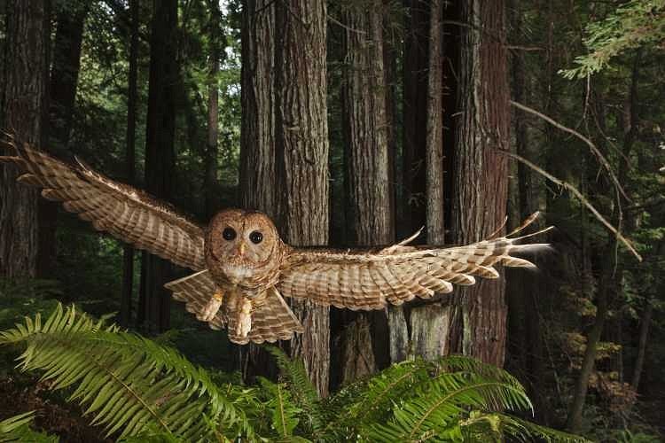 Northern spotted owl. Photograph by Michael Nichols - National Geographic Stock
