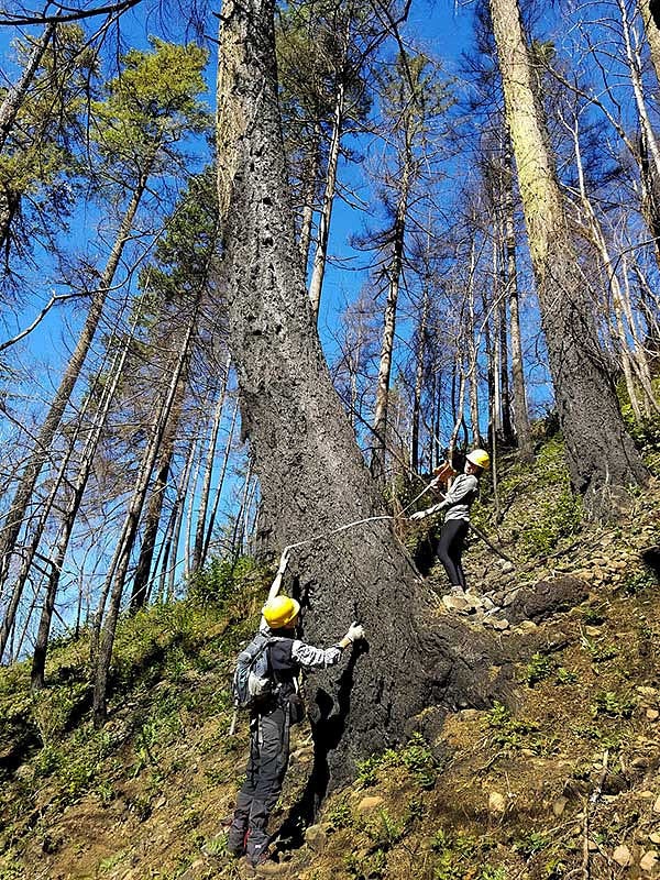 Researchers measuring the girth of a pine tree on a hillside