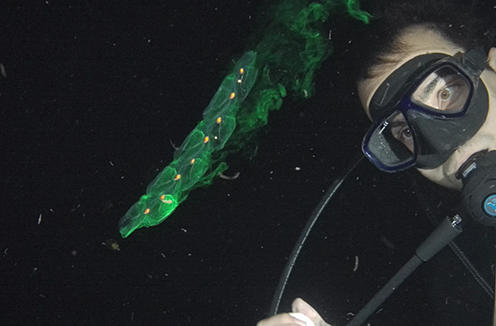 Salps illuminated with a green dye