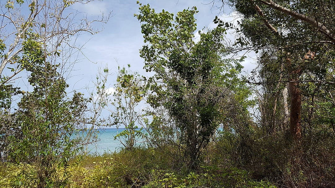 Trees and plants in a coastal, tropical forest