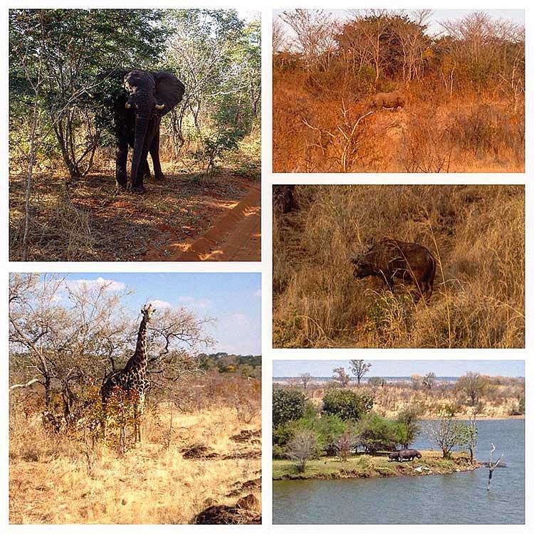 A collage of African animals including an elephant and a giraffe and rhinos