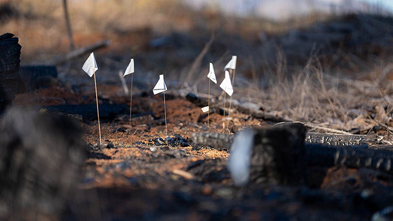 Marker flags in the soil after a fire