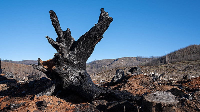 Burned tree stump