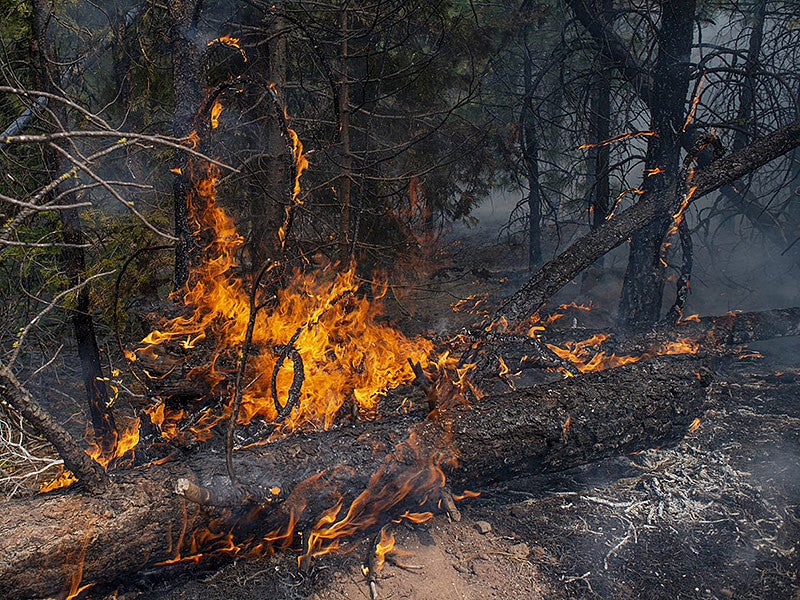Fire burning in a forest during Oregon's 2020 Bootleg fire
