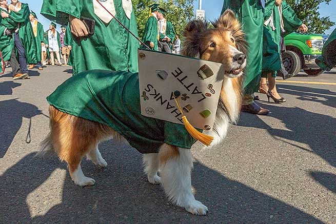 The graduation cap is placed on a dog and reads: Thanks a latte.