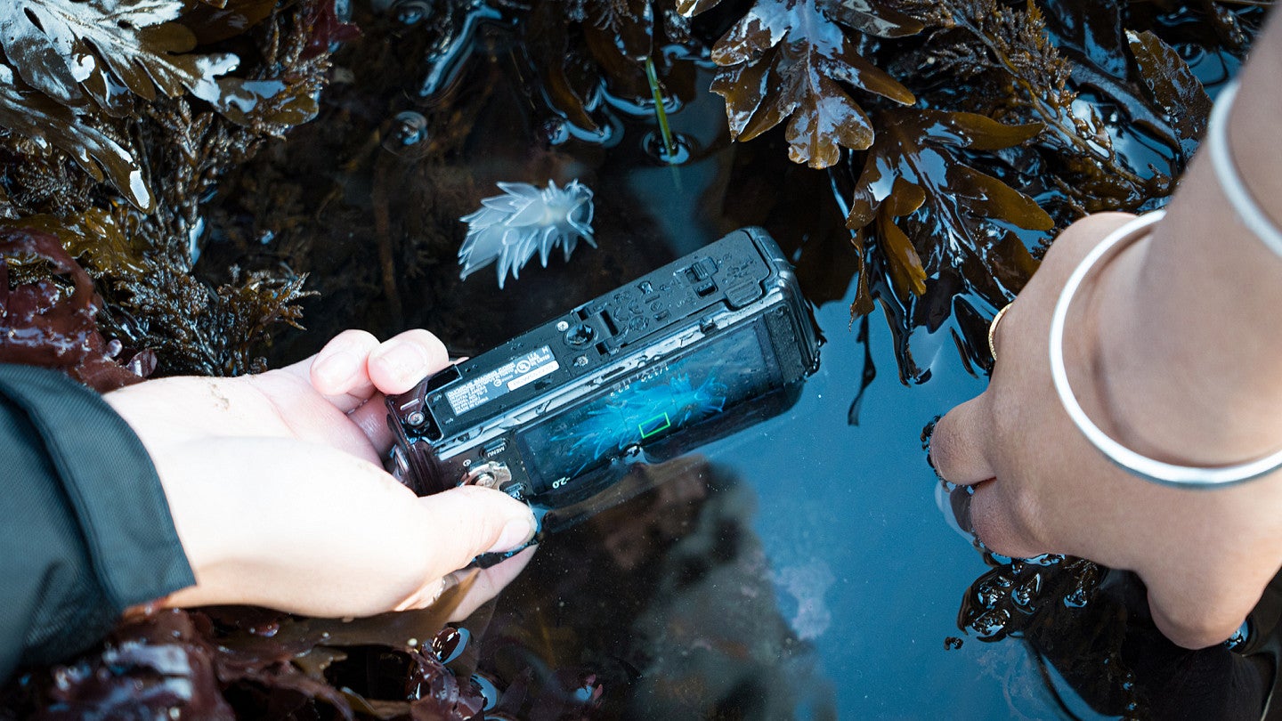 Close-up of hands photographing a sea slug in a tidepool.