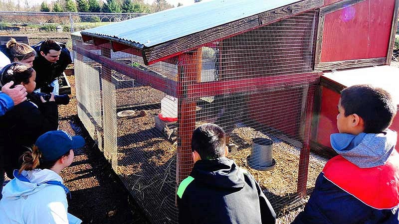 Students looking into a chicken coop