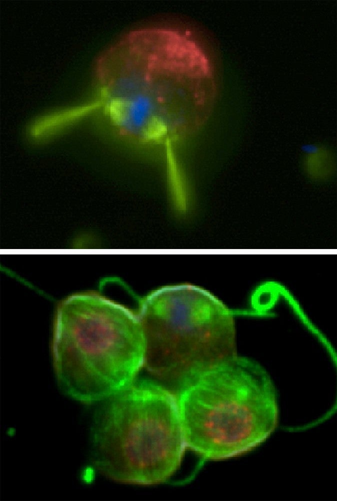 Graphic of choanoflagellate, singular and in a colony (Images by Arielle Woznica, UC Berkeley)