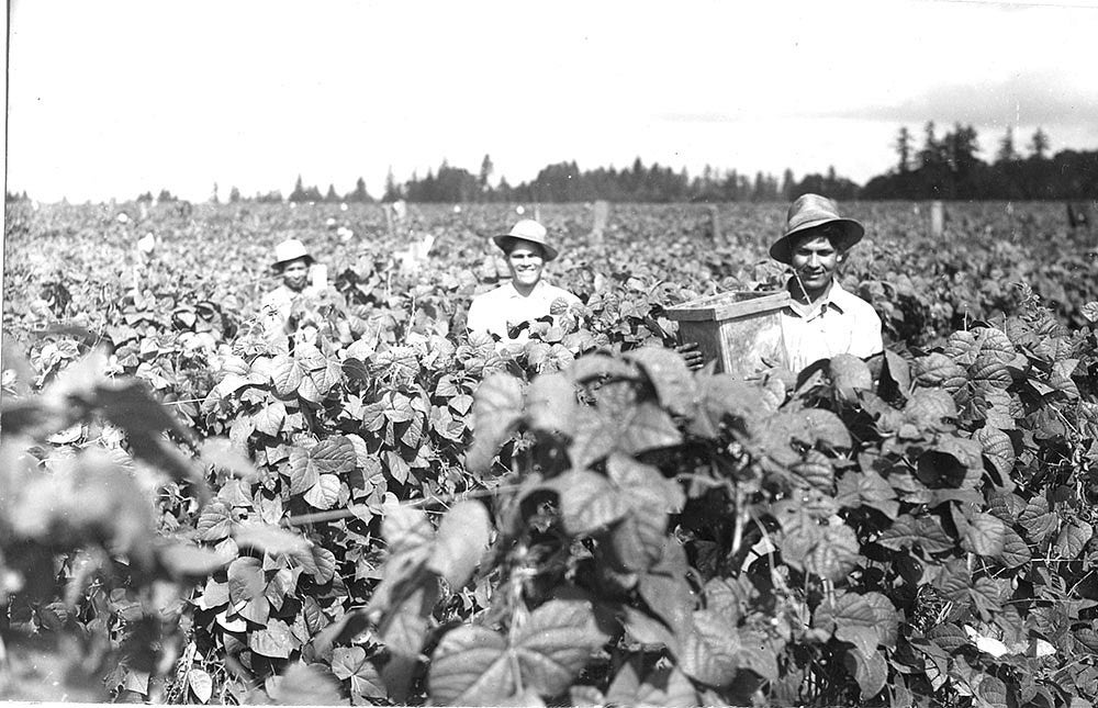 Bean pickers. Courtesy of the Extension Bulletin Illustrations Photograph Collection