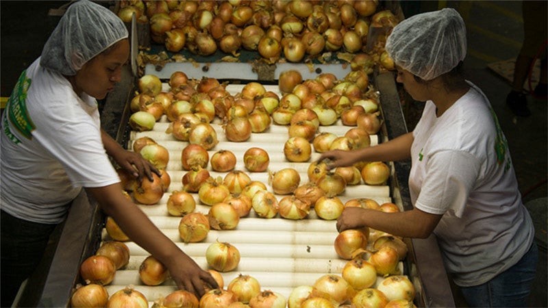 Two workers sorting apples on a conveyor belt