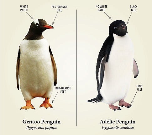 Penguin identification guide