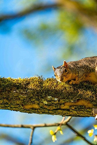 A squirrel in a tree. Photo credit: Jasper Zhou