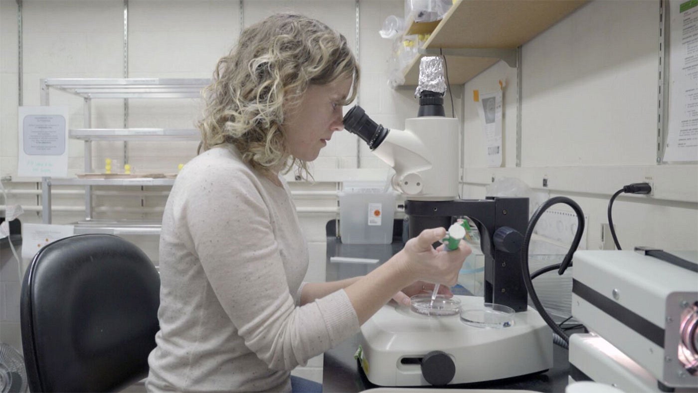 Graduate student Jennifer Hampton Hill working at a microscope