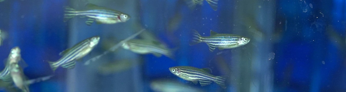 zebrafish swimming in a tank