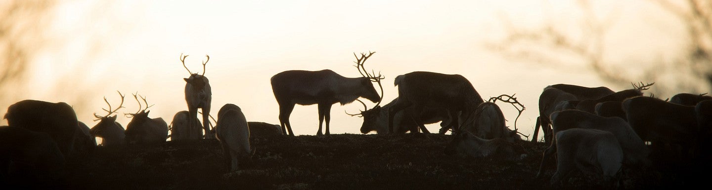 Reindeer silhouetted at sunset