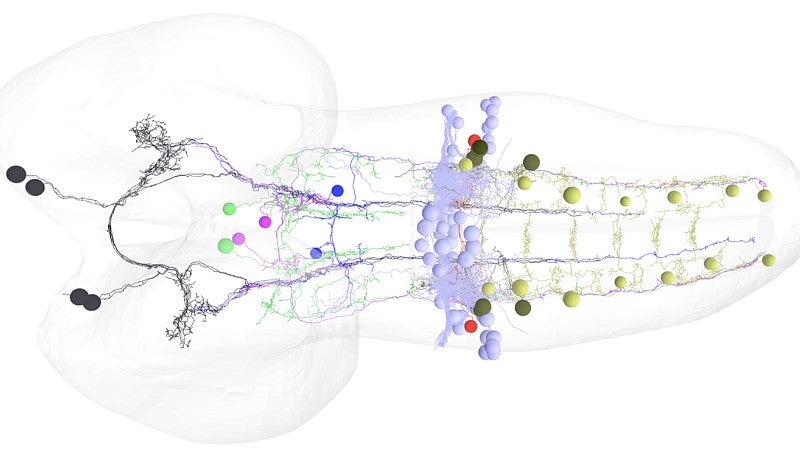 Circuitry between bilateral pairs of neurons in the brain to motor neurons of a suite of muscles in the fruit fly