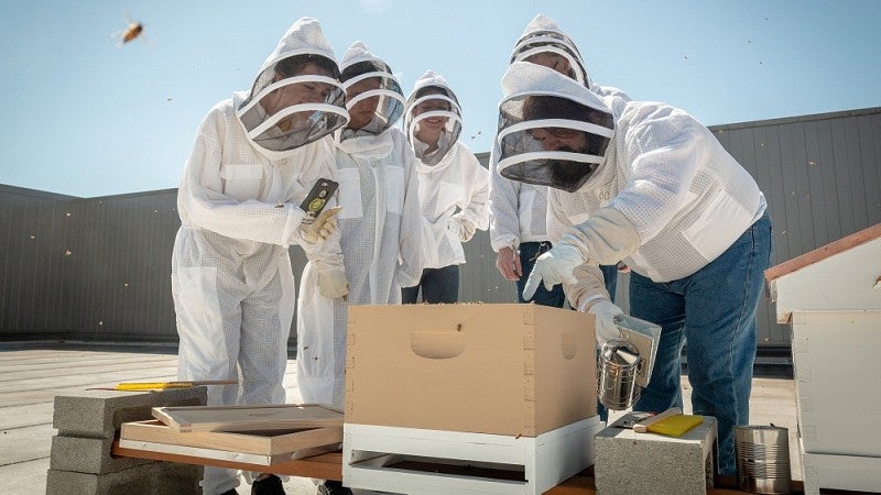 Students inspecting beehives