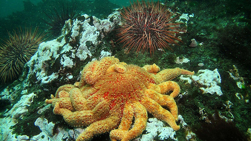 Sunflower sea star approaching an urchin