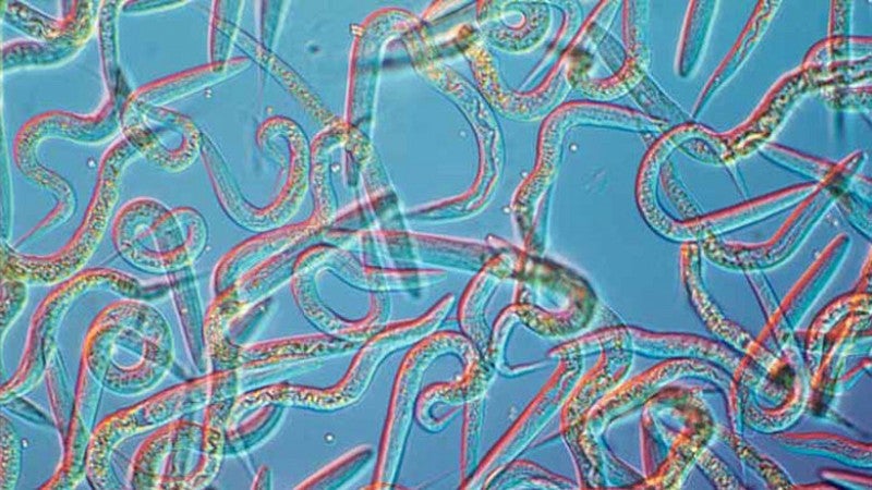 Worms under a microscope