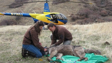ODFW biologists placing a new GPS collar on OR4, the Imnaha wolf pack's alpha male, after darting him from a helicopter. Photo courtesy of Oregon Department of Fish and Wildlife