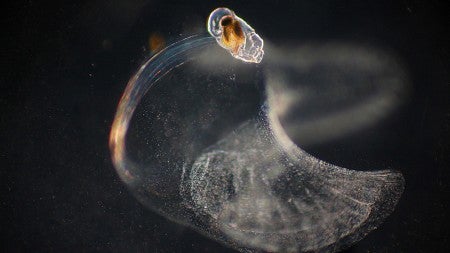 A microscopic view of Oikopleura dioica