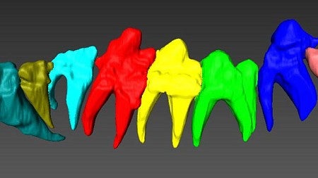 3D reconstruction of some of teeth of the 40-million-year-old fossil