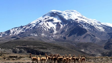 Protected wild vicuñas in front of the Chimborazo volcano, in the Cordillera Occidental range of the Andes. Photo courtesy of Alta Andina