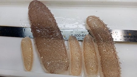 Image shows varying sizes of pyrosomes found in the water off the Oregon Coast