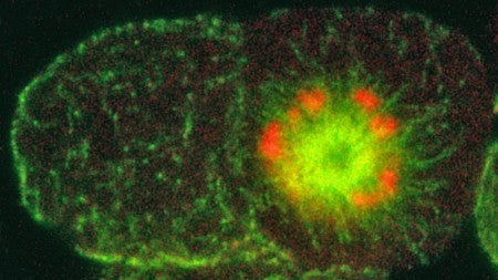 Image shows breakdown in cell division in the presence of the mutant protein