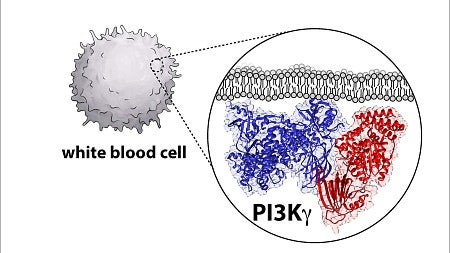 The P13K enzyme