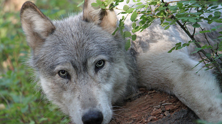 A male from the Wenaha pack, fitted with a radio collar in 2010. Photo courtesy of Oregon Department of Fish and Wildlife