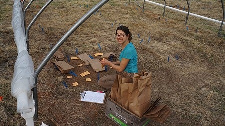 Lauren Hallett prepares for experiments at her research site northeast of Sacramento