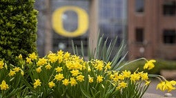 Spring daffodils on campus