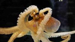 One of the octopuses used in the research project