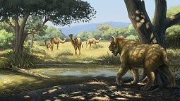 Illustration of a saber-toothed cat stalking camels