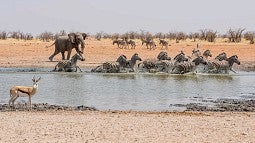 Animals at African watering hole