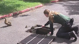 Rachael Breen, student security assistant for the UOPD, rescuing ducklings from a storm drain.