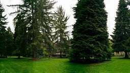 A wide shot of a student walking through green expanse on campus amid towering conifers. 